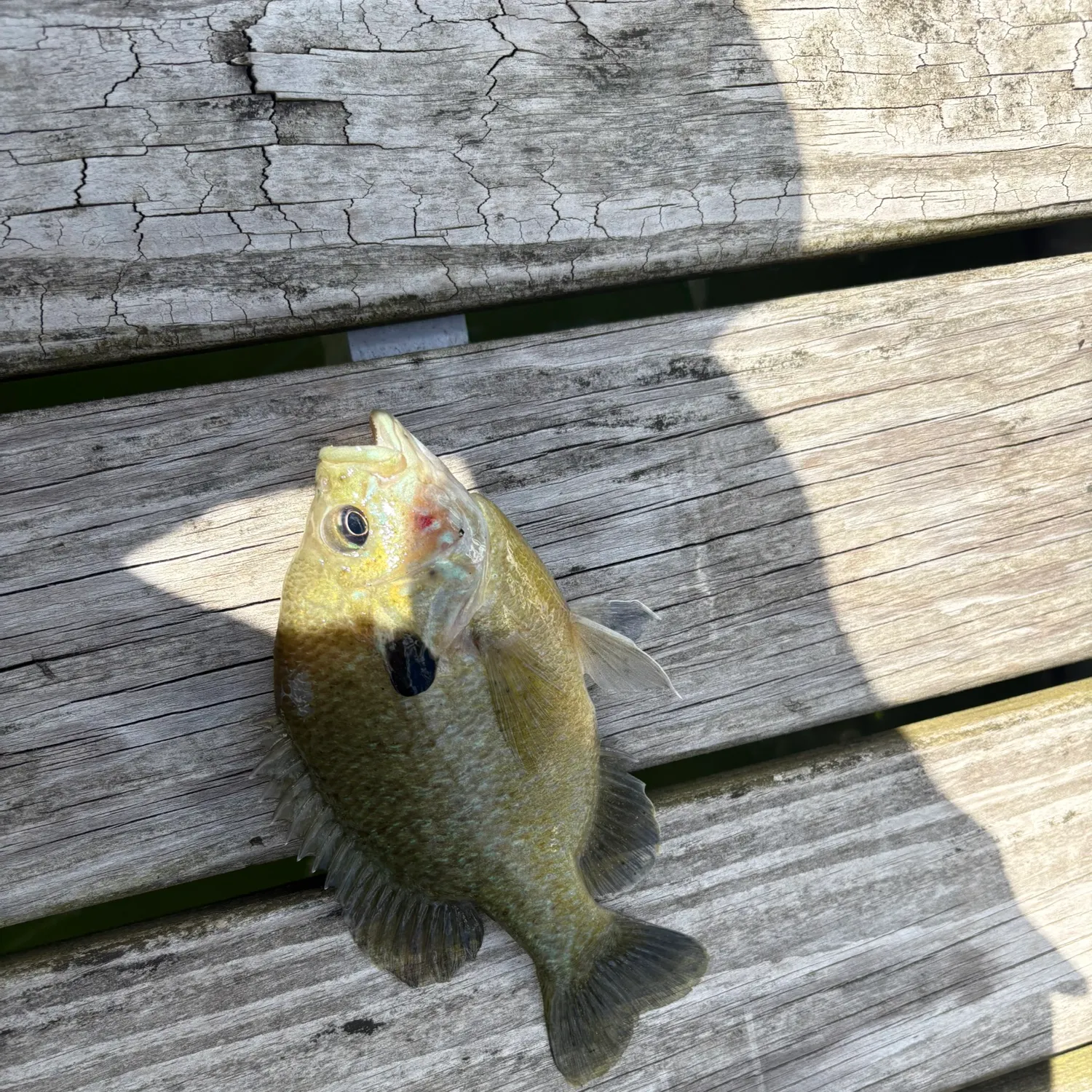 Bluegill caught on Fishbrain
