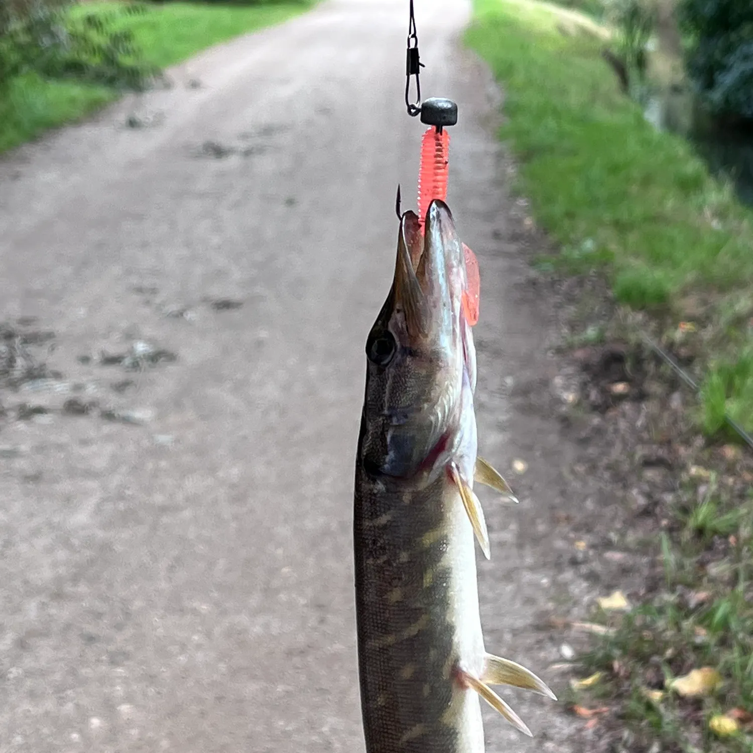 Northern pike caught on Fishbrain
