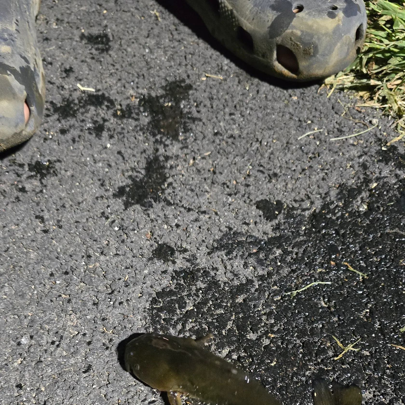 Black bullhead caught on Fishbrain