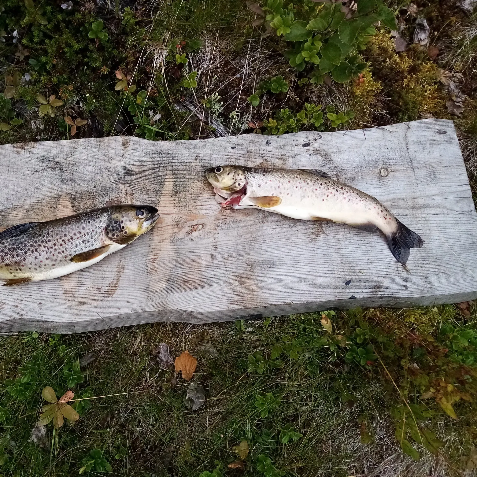 recently logged catches