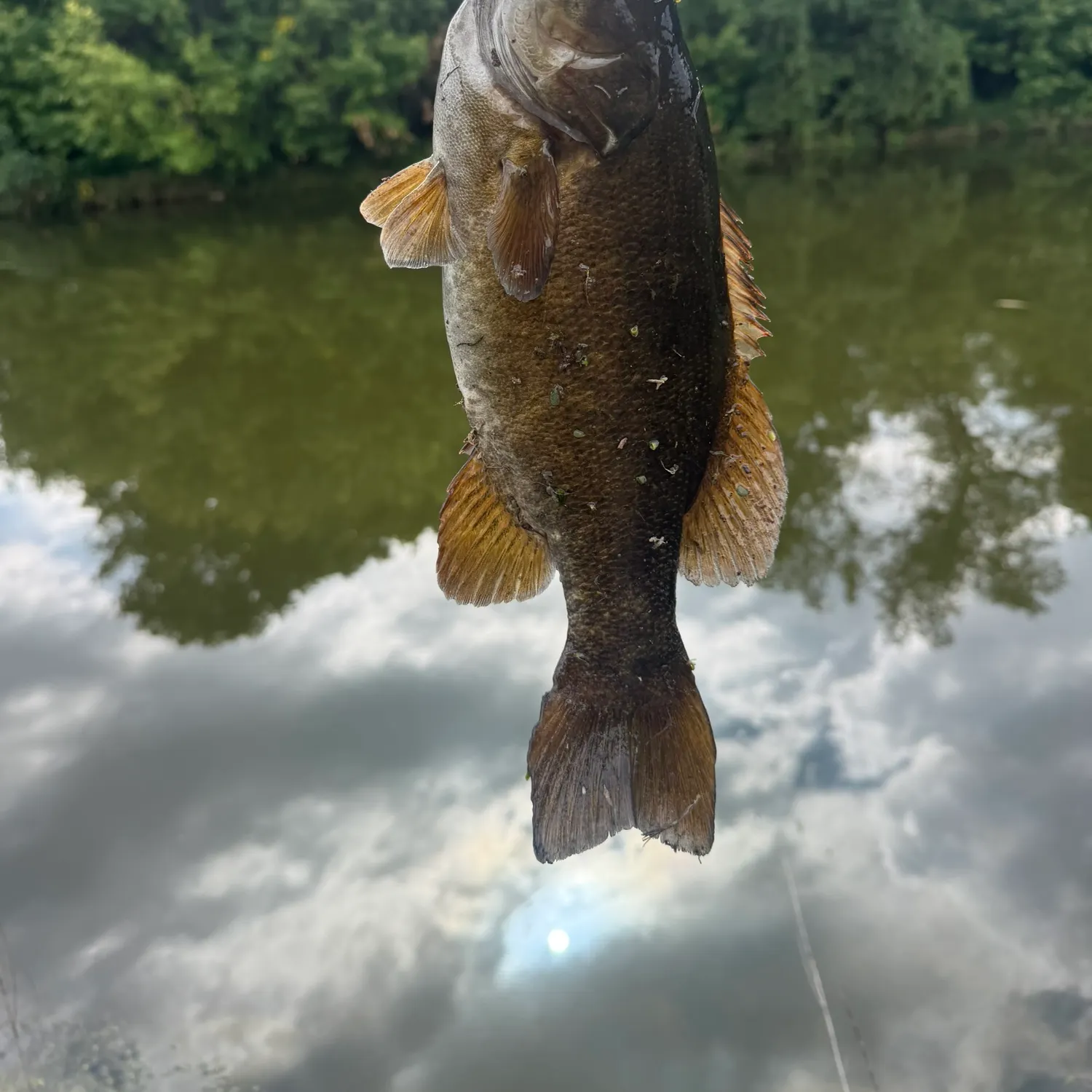Smallmouth bass caught on Fishbrain
