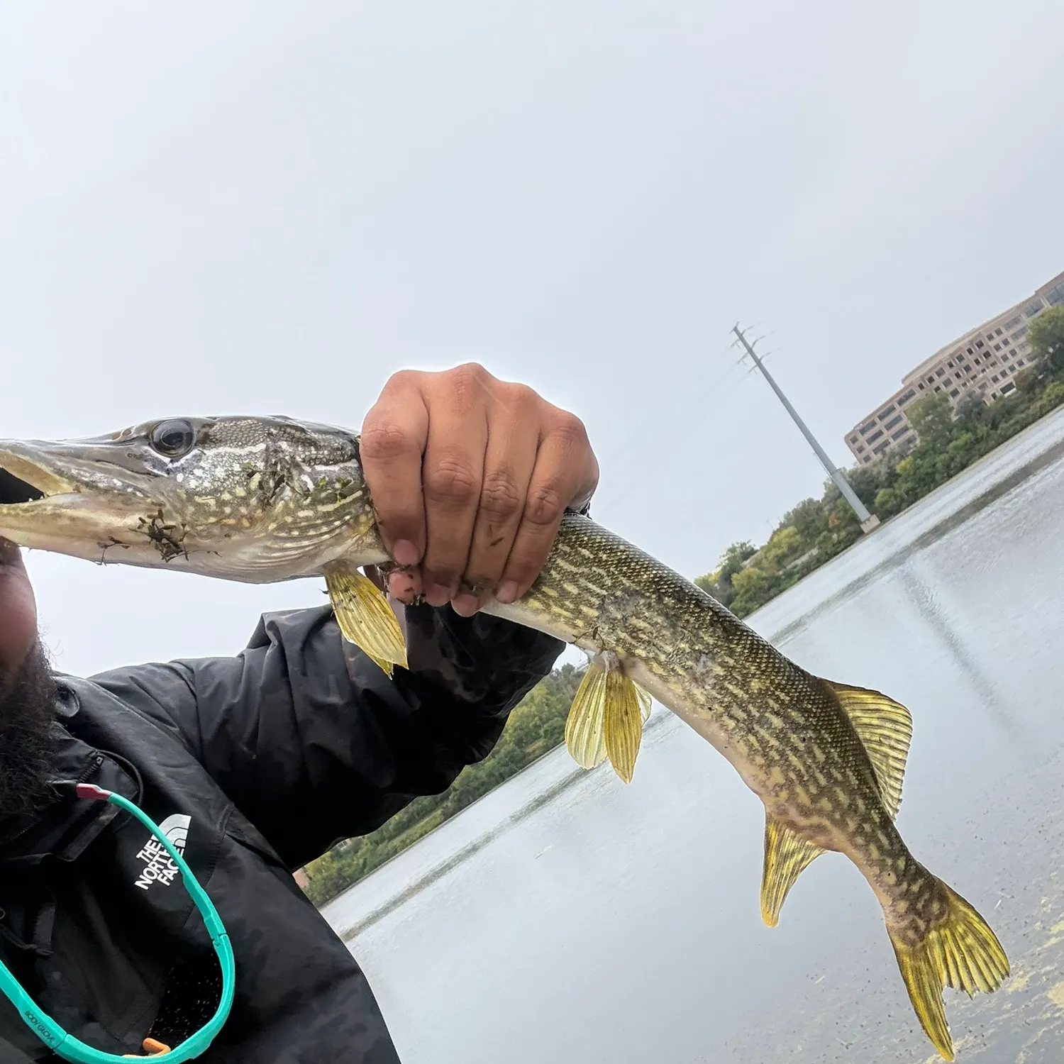 Northern pike caught on Fishbrain