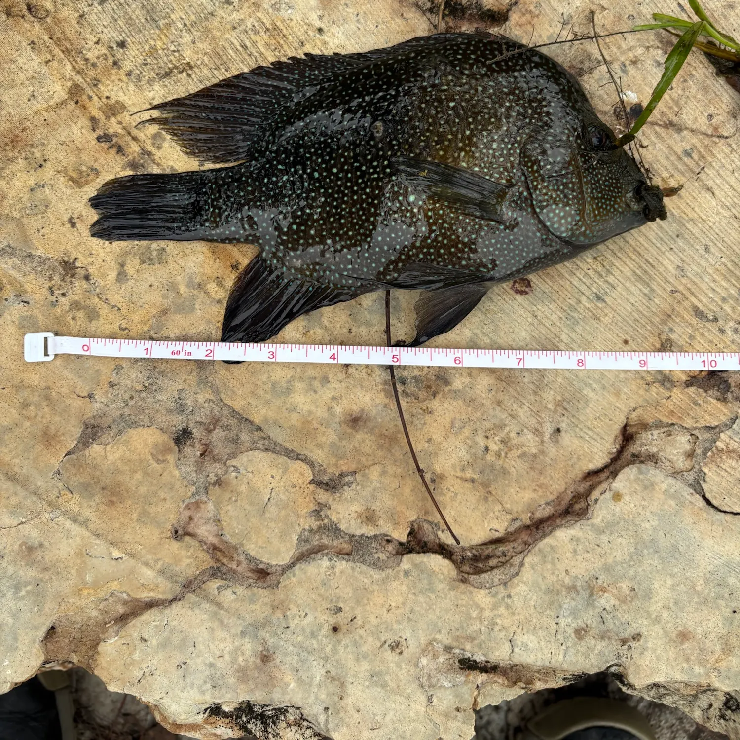 Rio Grande cichlid caught on Fishbrain