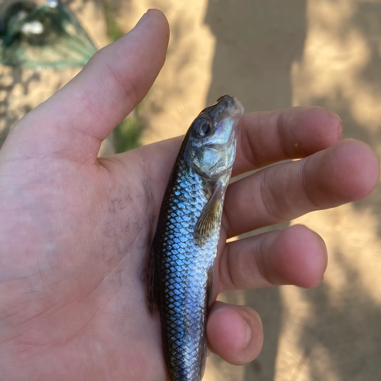 The most recent Gudgeon catches on Fishbrain