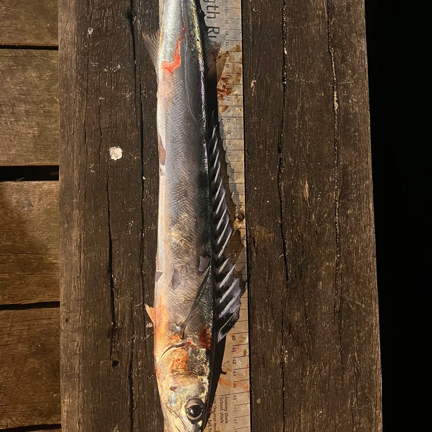 The most recent Obtuse barracuda catches on Fishbrain