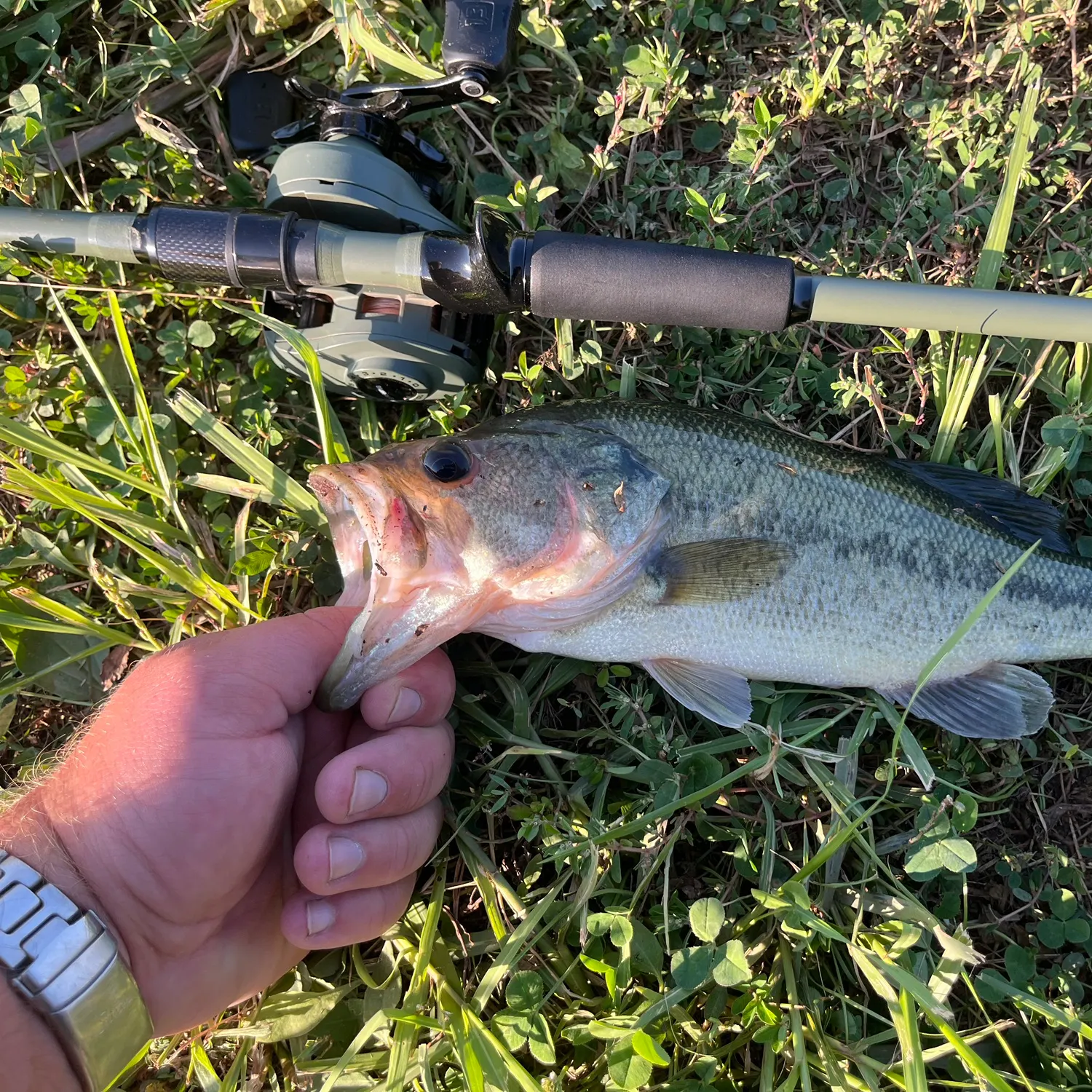 Largemouth bass caught on Fishbrain
