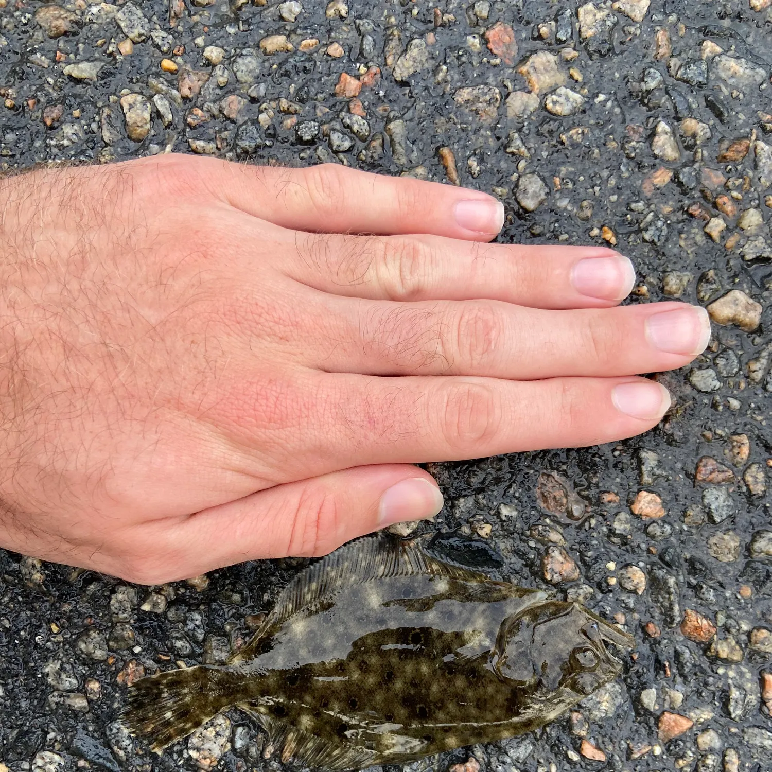 Summer flounder caught on Fishbrain