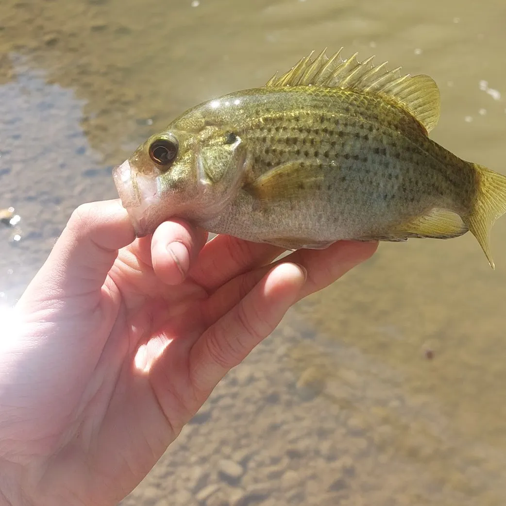 Rock bass caught on Fishbrain