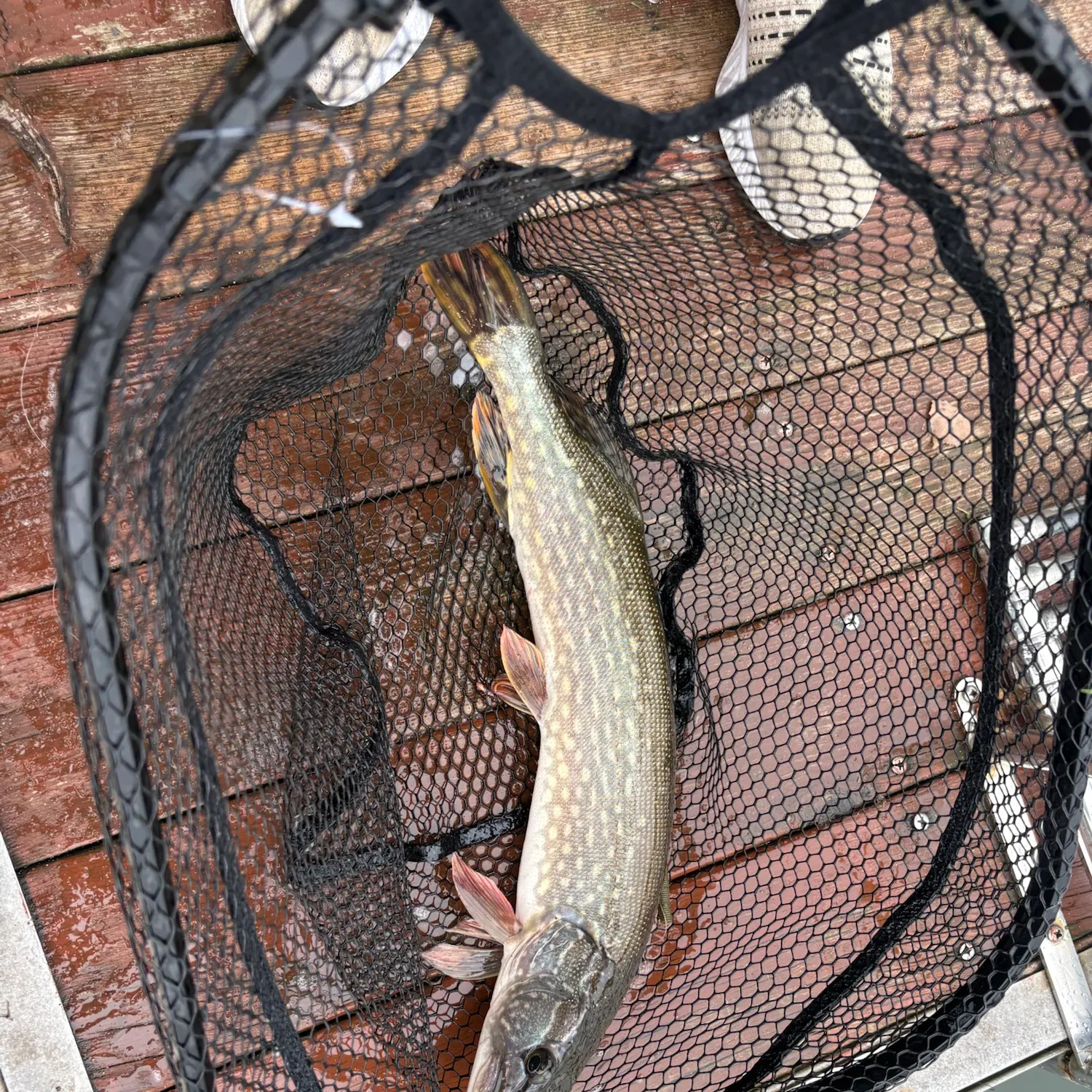 Northern pike caught on Fishbrain