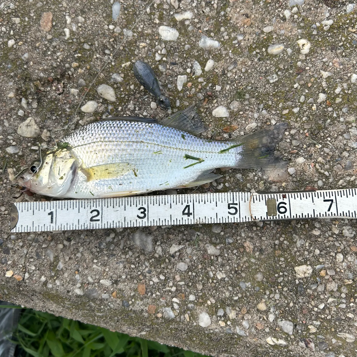 White perch caught on Fishbrain