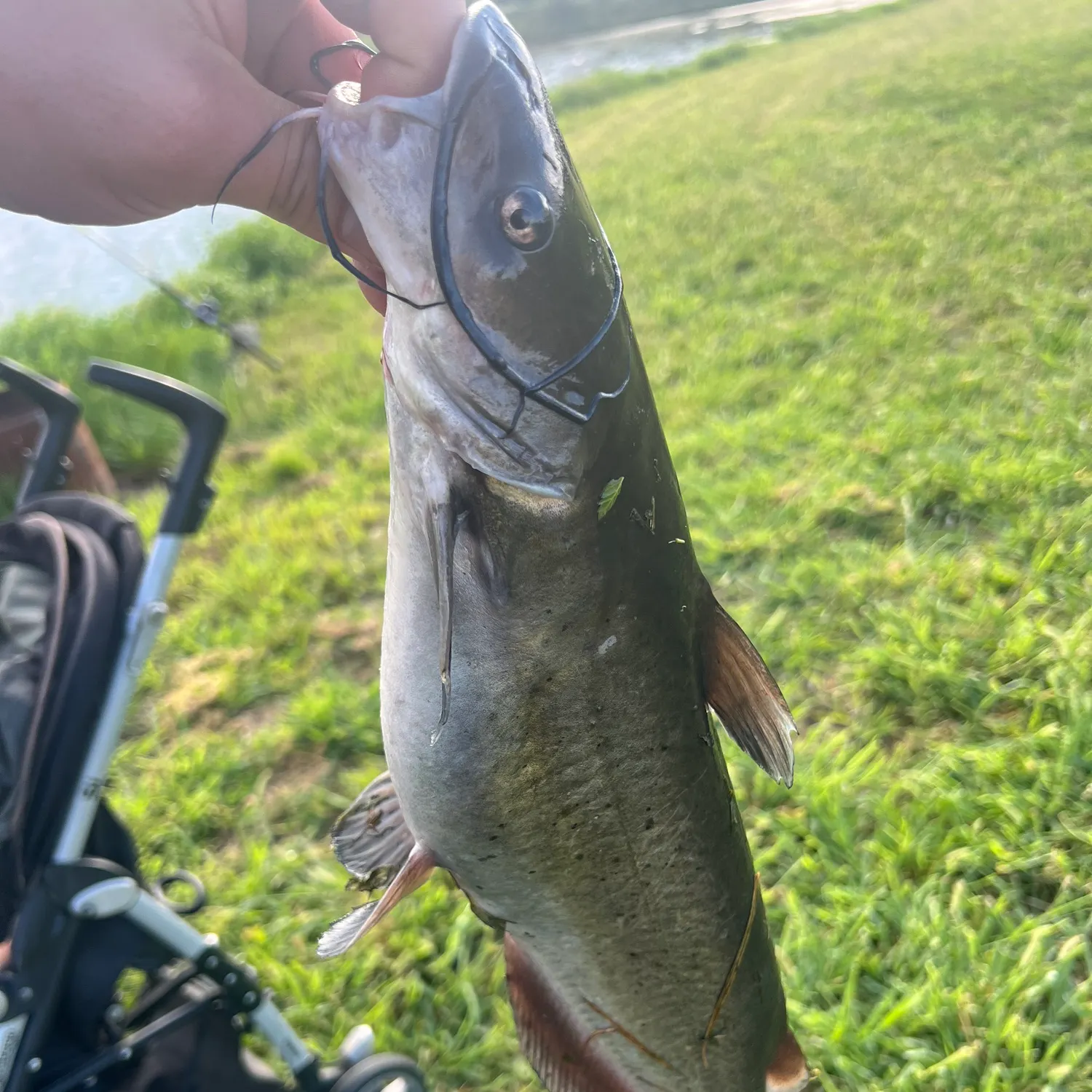Channel catfish caught on Fishbrain