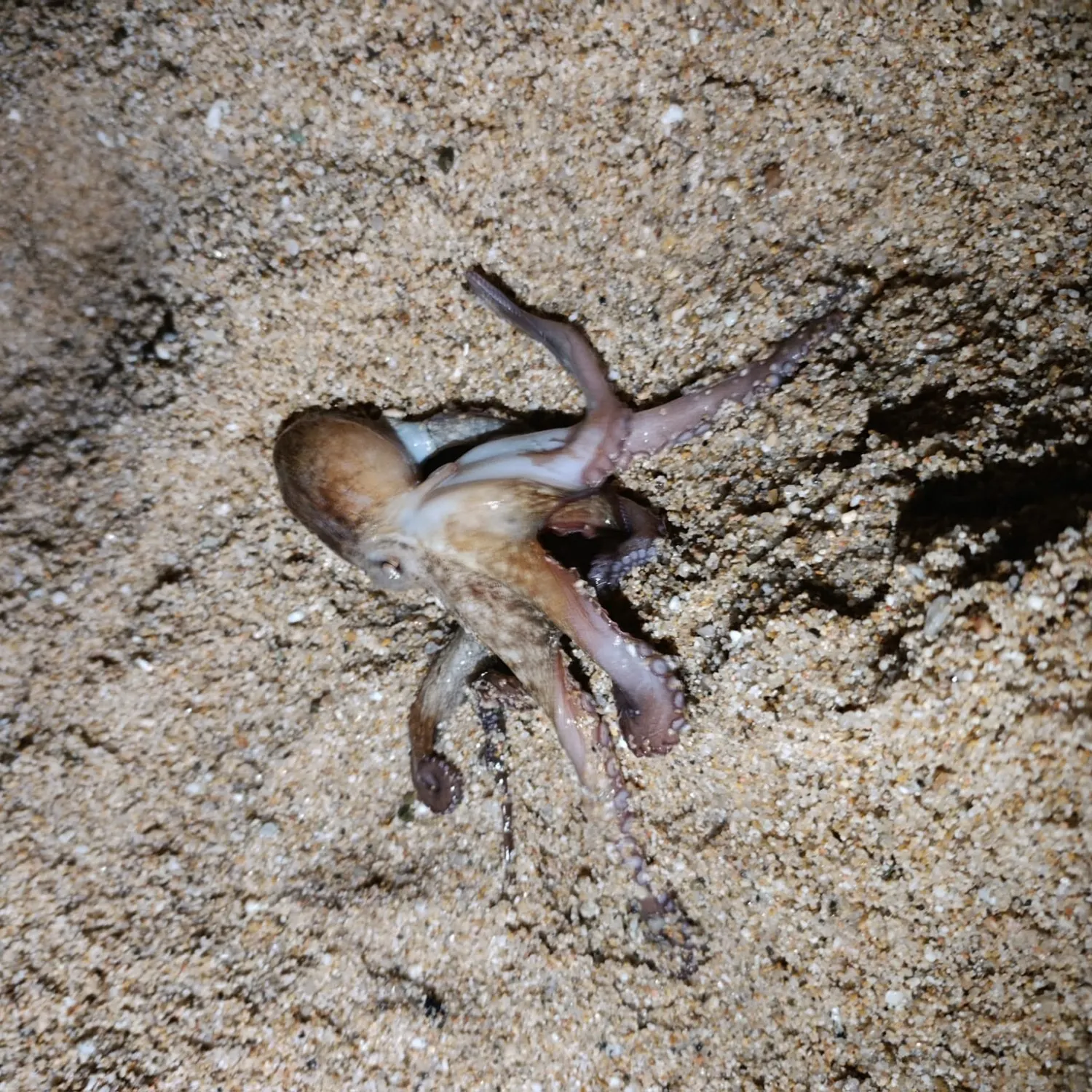 Common octopus caught on Fishbrain