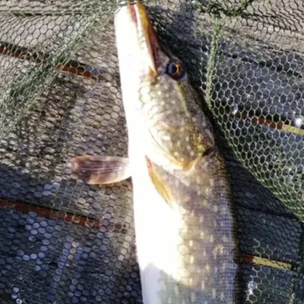 Northern pike caught on Fishbrain