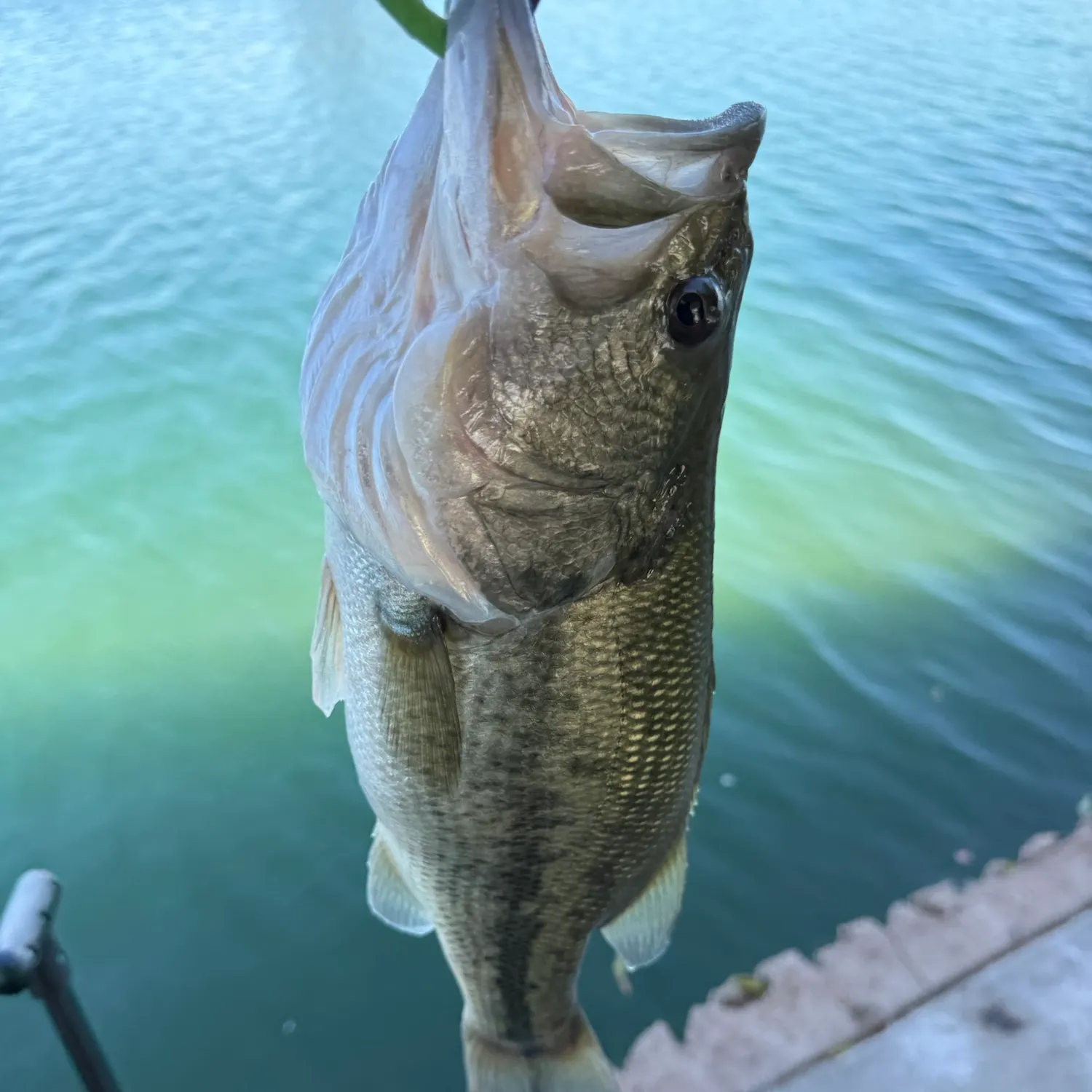 Fish caught on Fishbrain