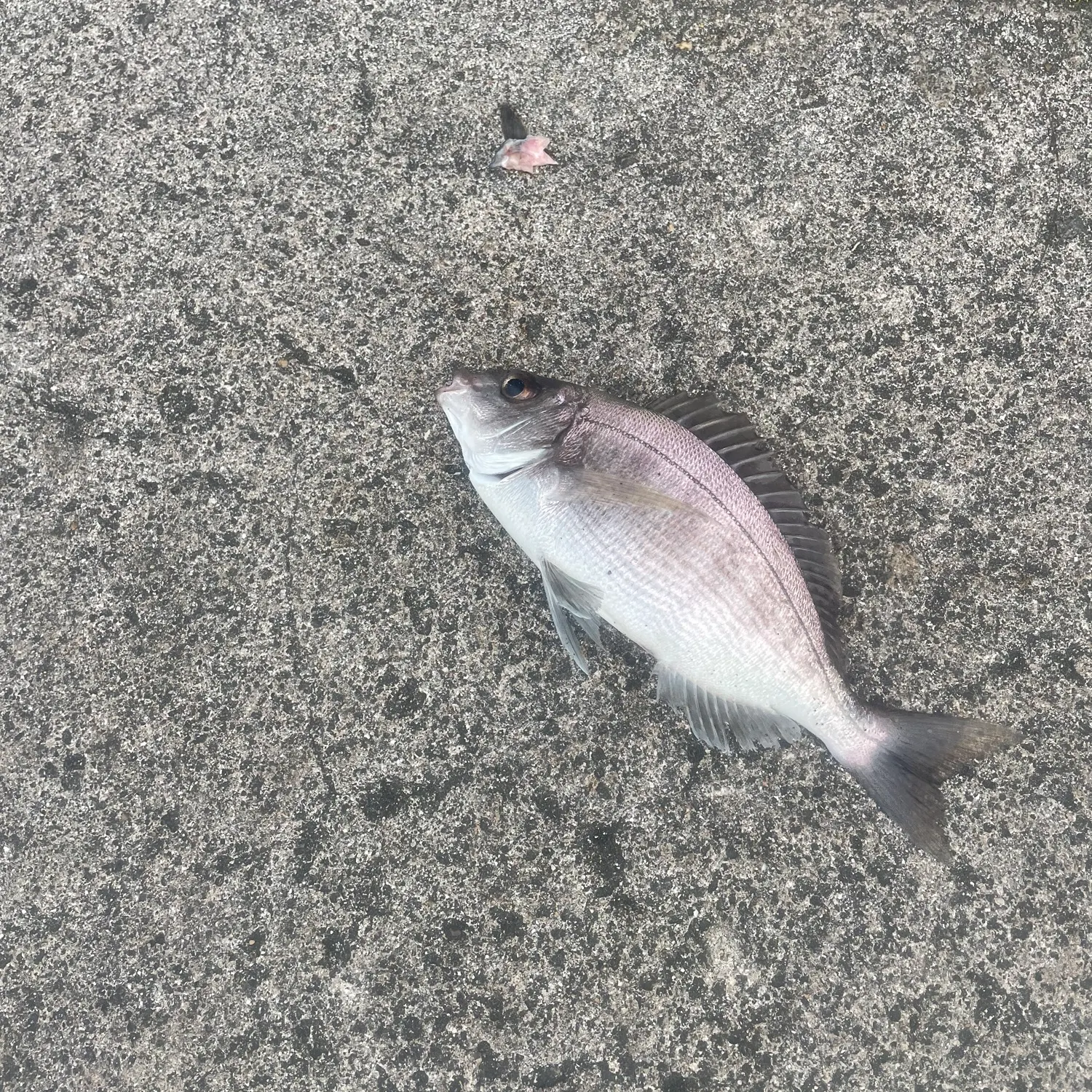 The most recent Black seabream catches on Fishbrain
