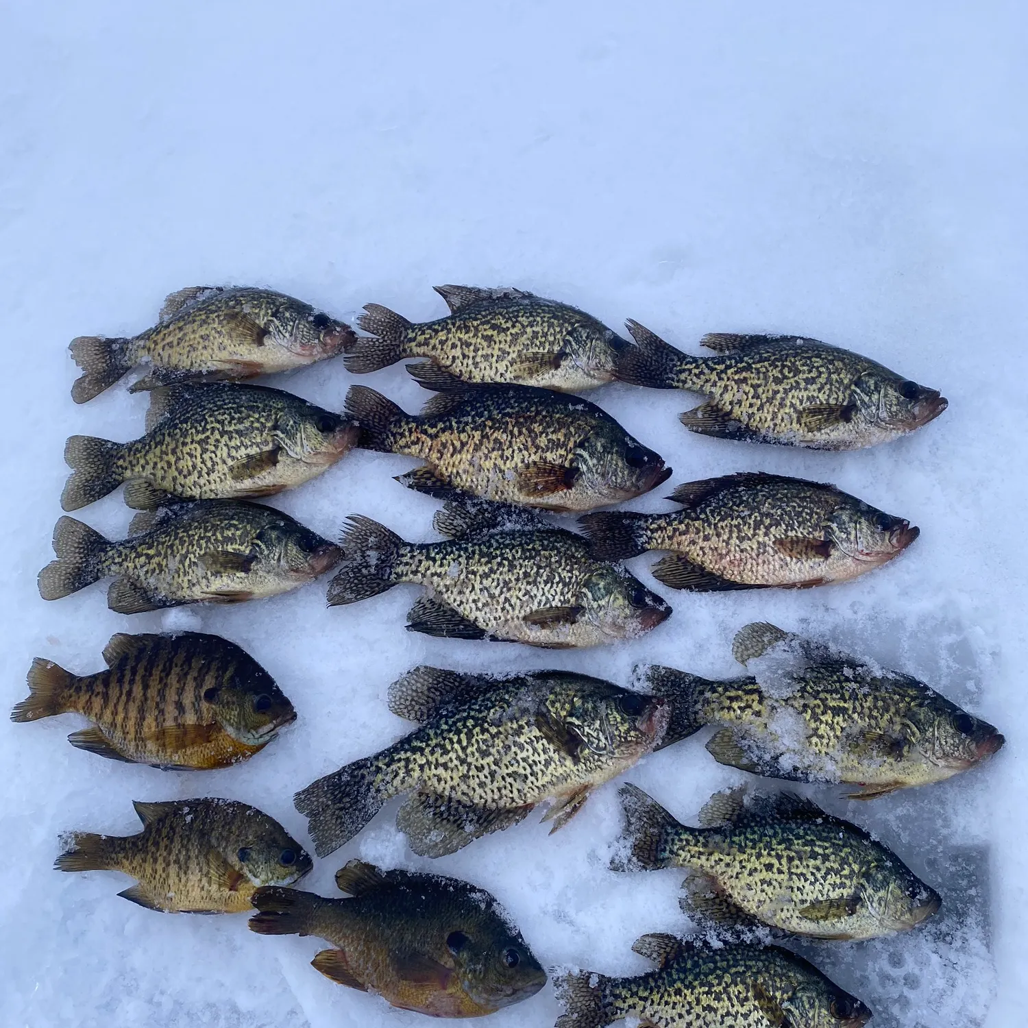 recently logged catches