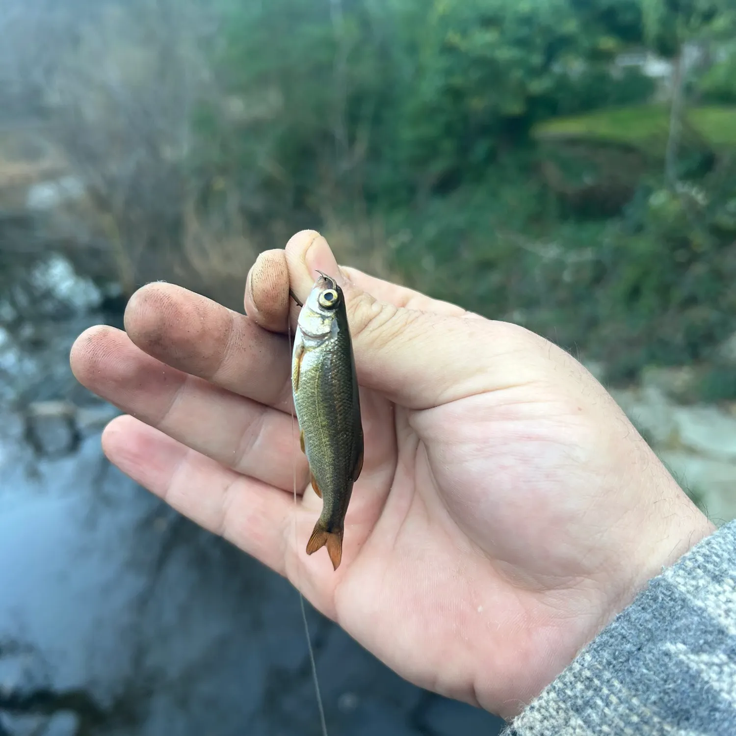 Coastal roach caught on Fishbrain