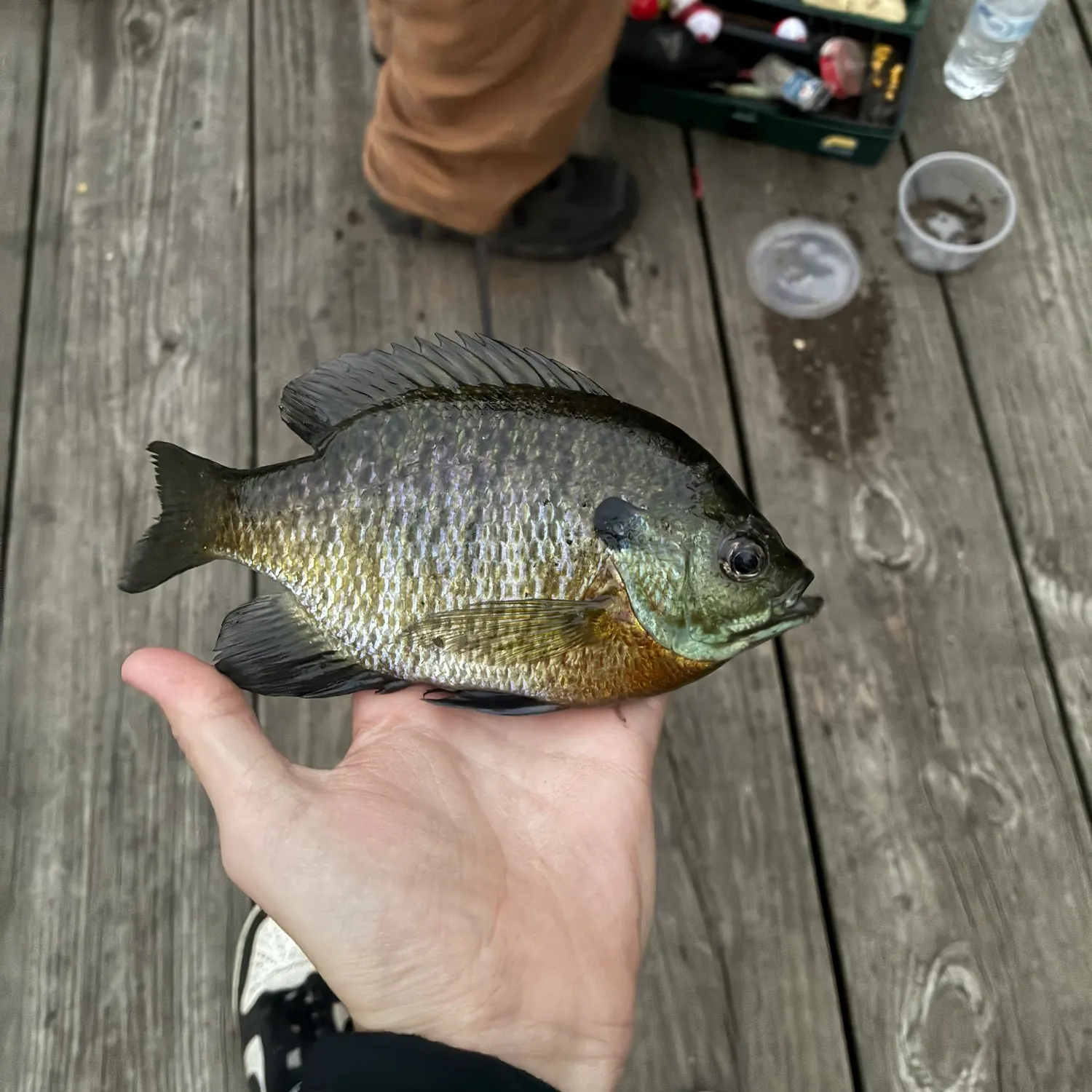 Bluegill caught on Fishbrain