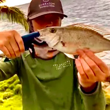 Jackass morwong caught on Fishbrain