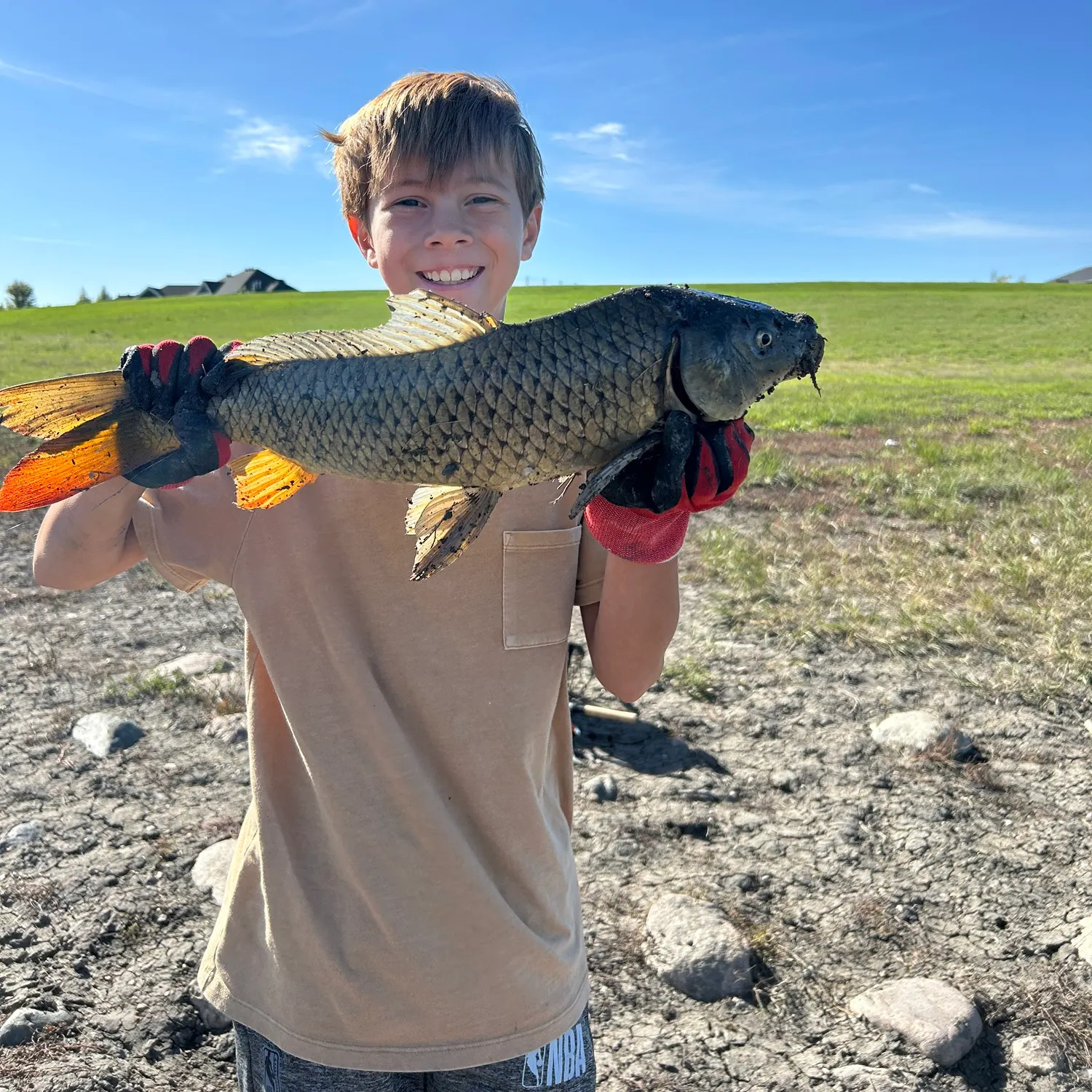 Common carp caught on Fishbrain