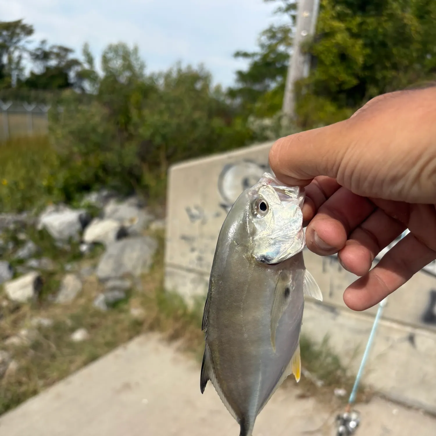 The most recent Naked goby catches on Fishbrain