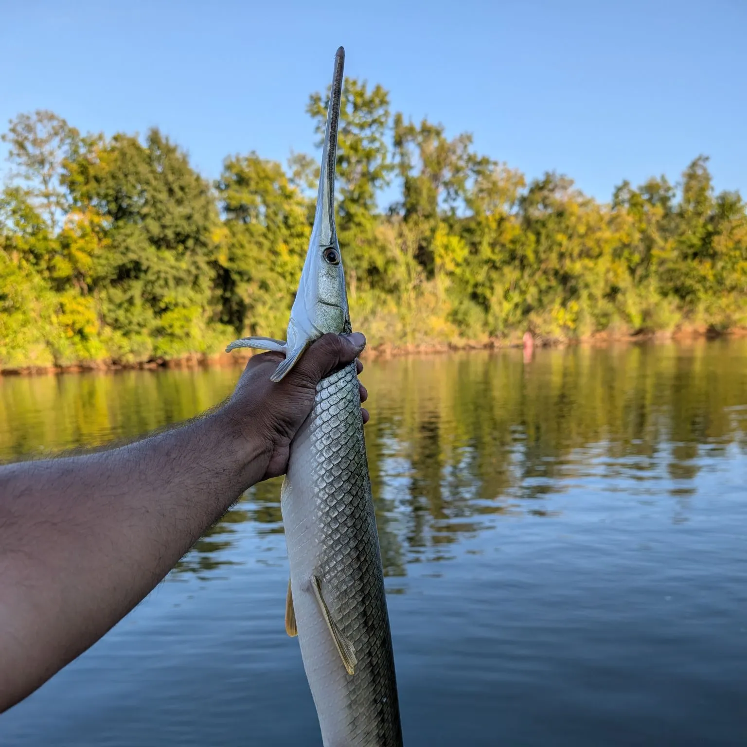 Shortnose gar caught on Fishbrain