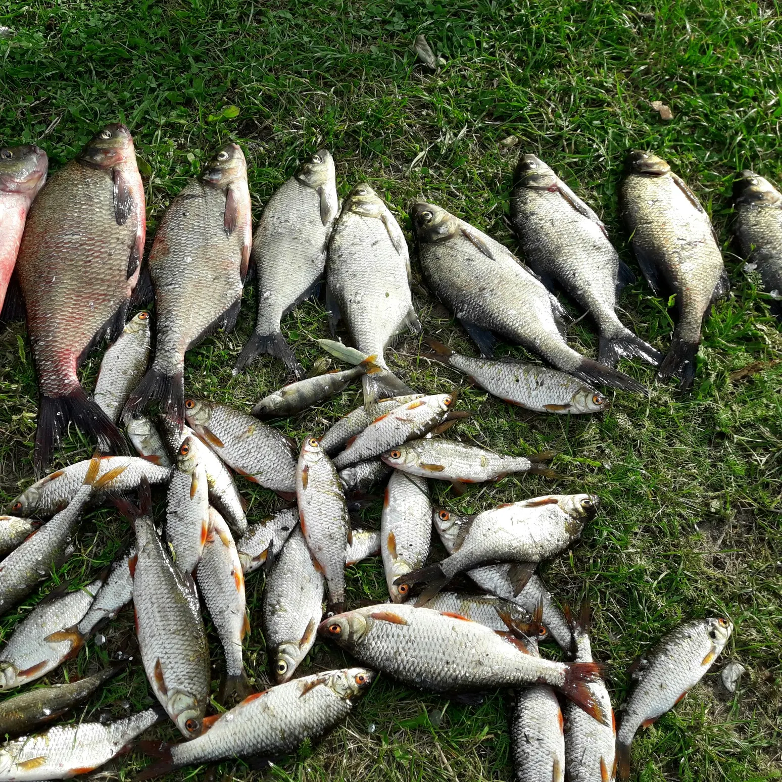 recently logged catches