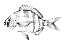 South African zebra seabream