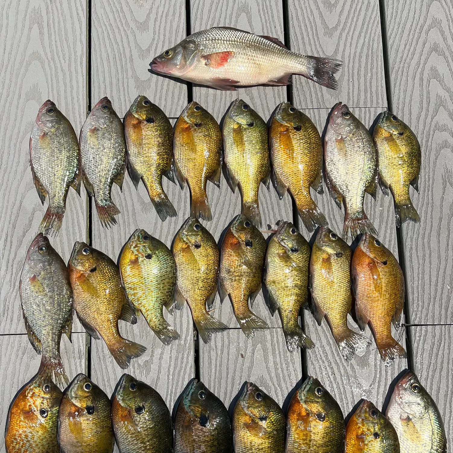 recently logged catches