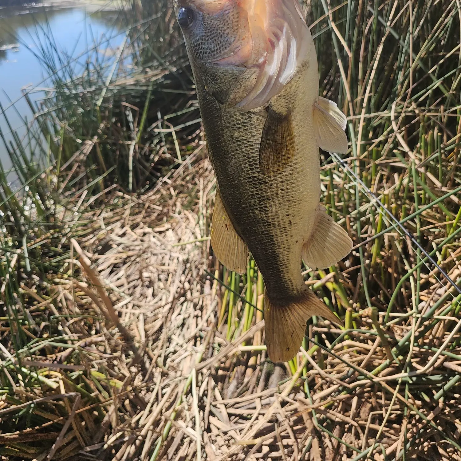 Largemouth bass caught on Fishbrain