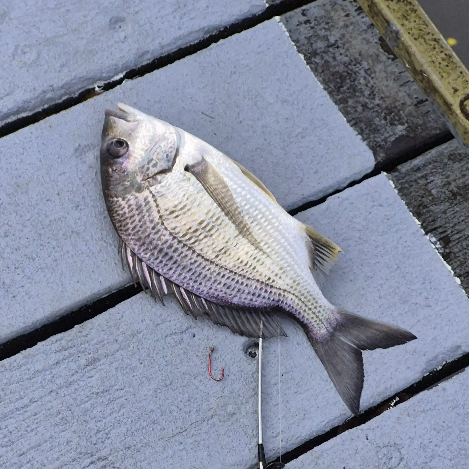 Fish caught on Fishbrain