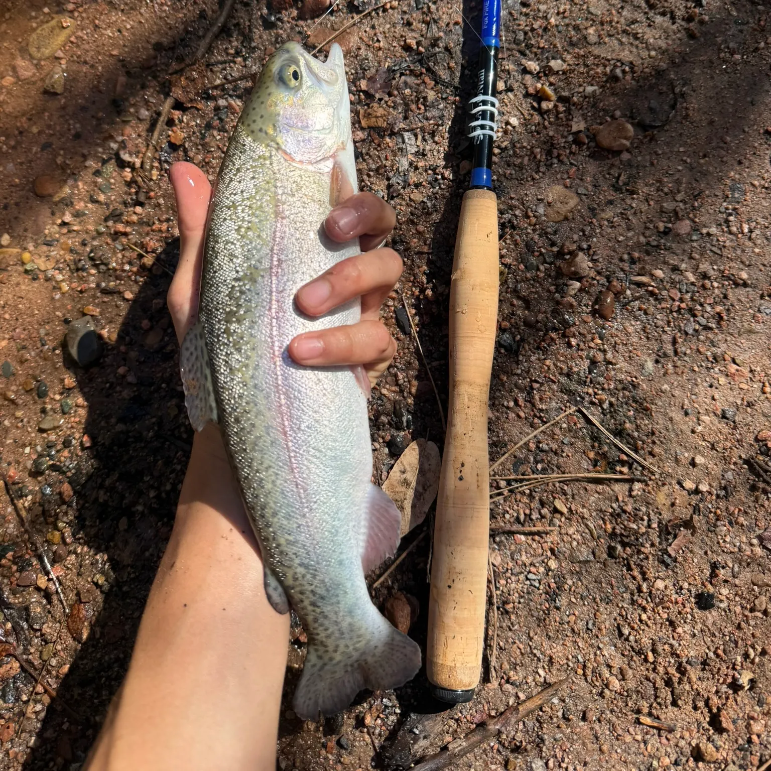 The most recent Rainbow trout catches on Fishbrain