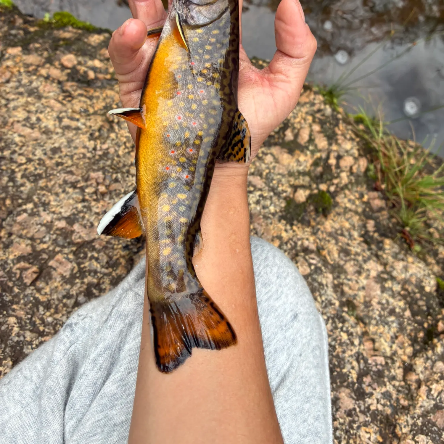 Brook trout caught on Fishbrain