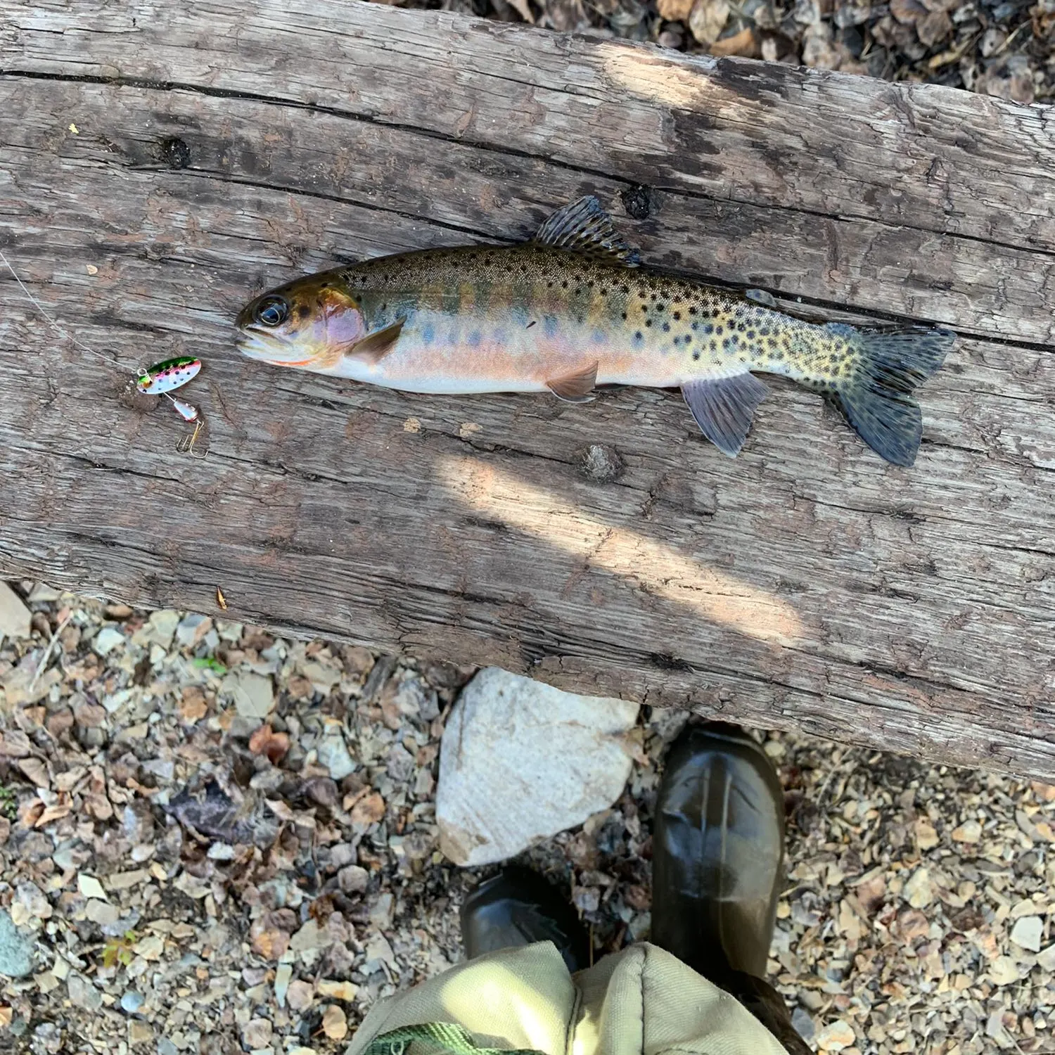 recently logged catches
