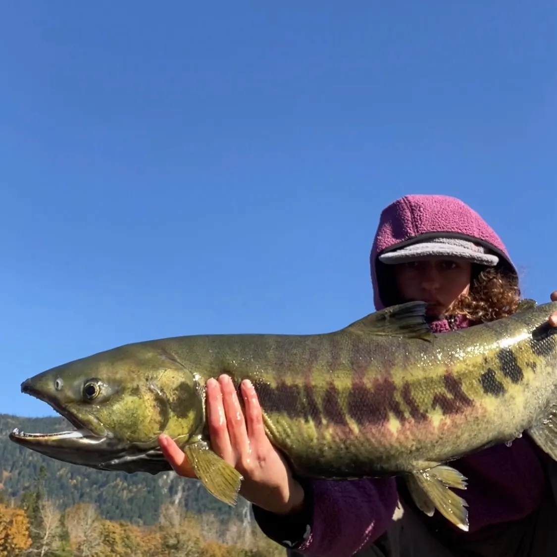 Chum salmon caught on Fishbrain