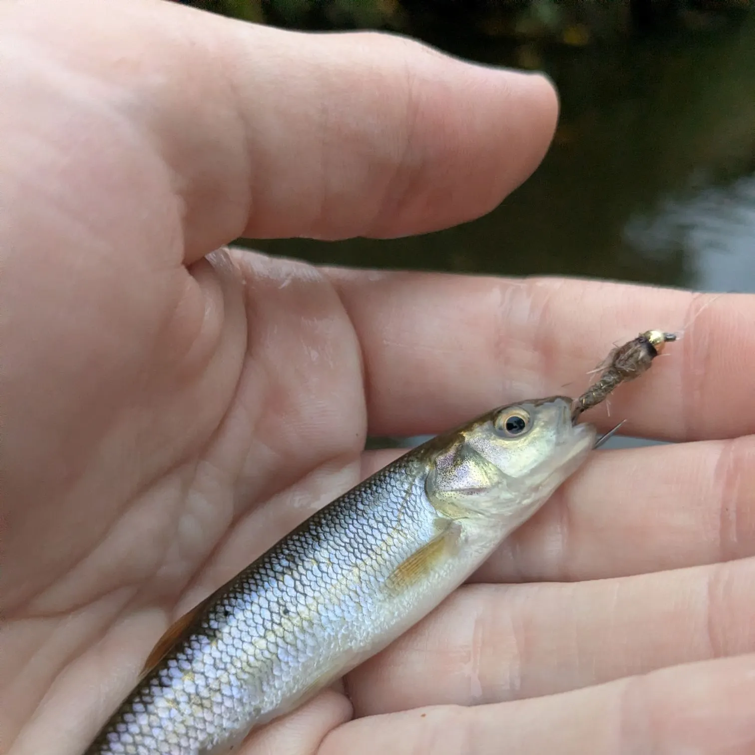 Creek chub caught on Fishbrain