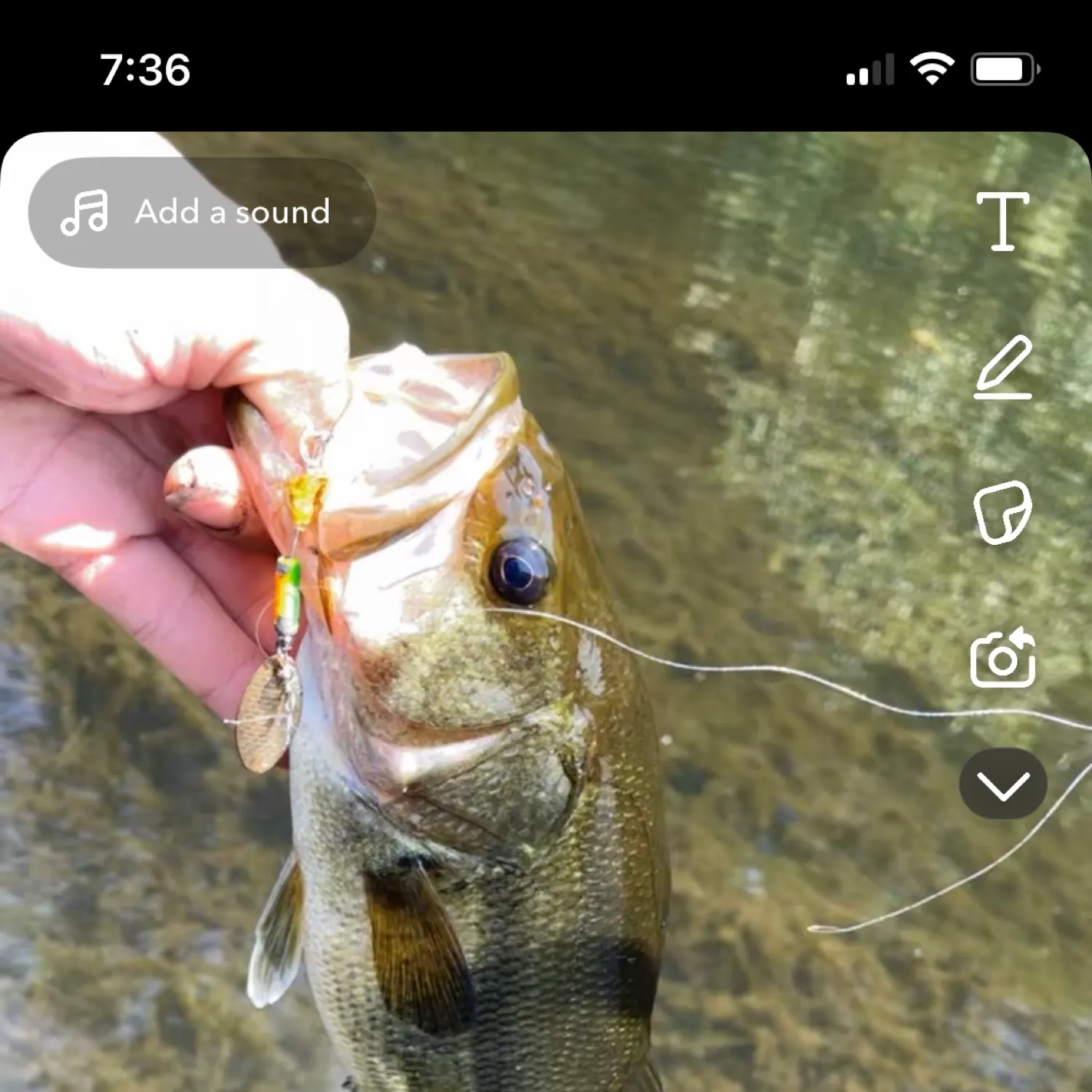 recently logged catches