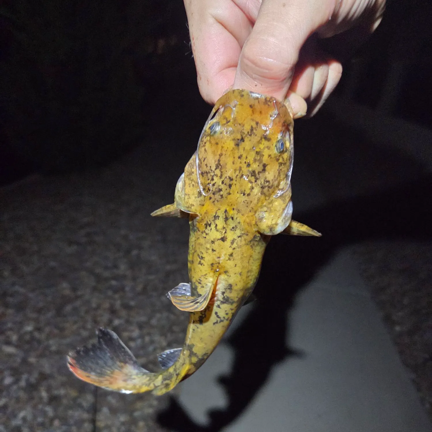 Flathead catfish caught on Fishbrain