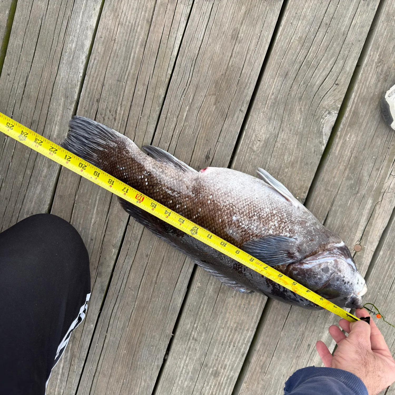 recently logged catches