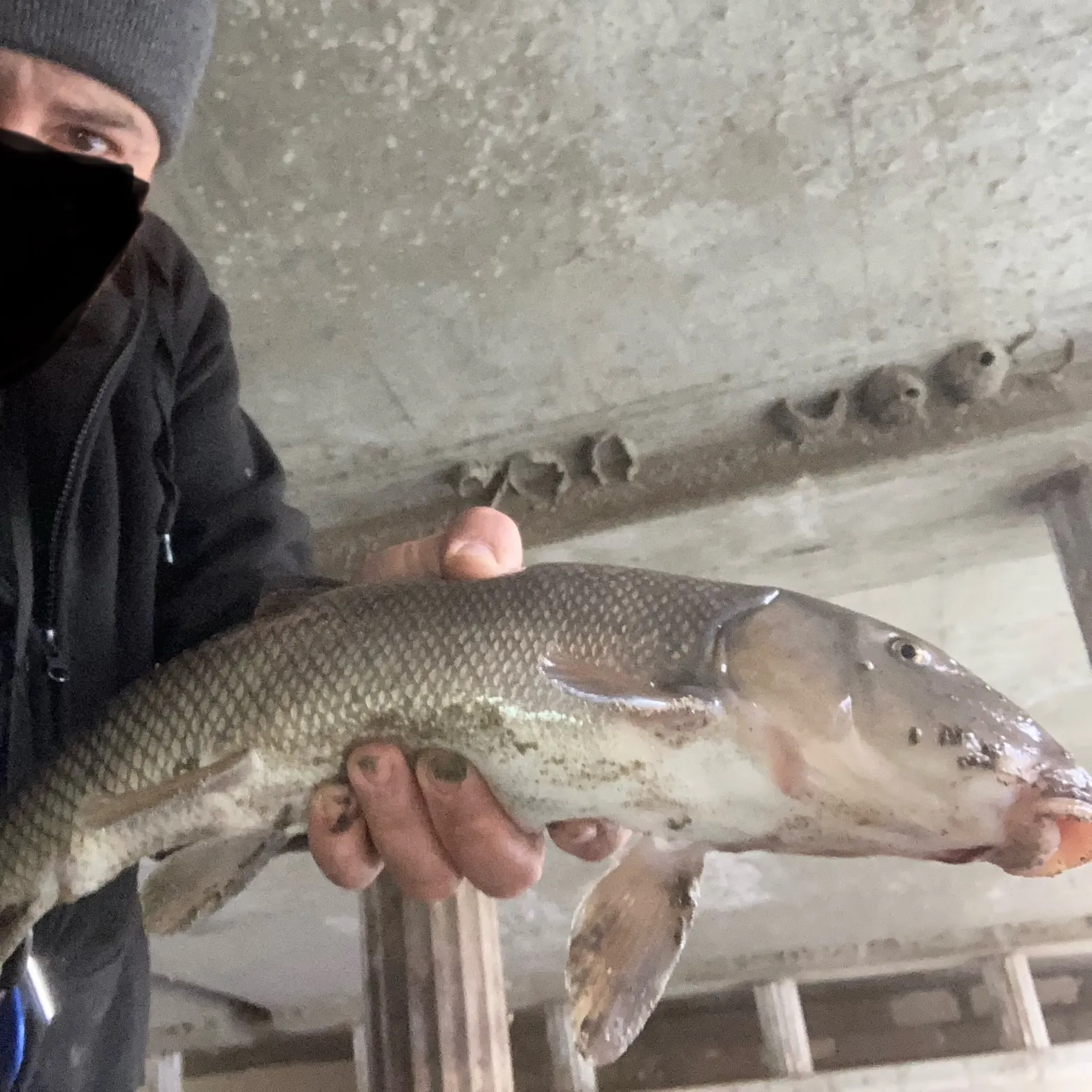 The most recent Utah sucker catches on Fishbrain