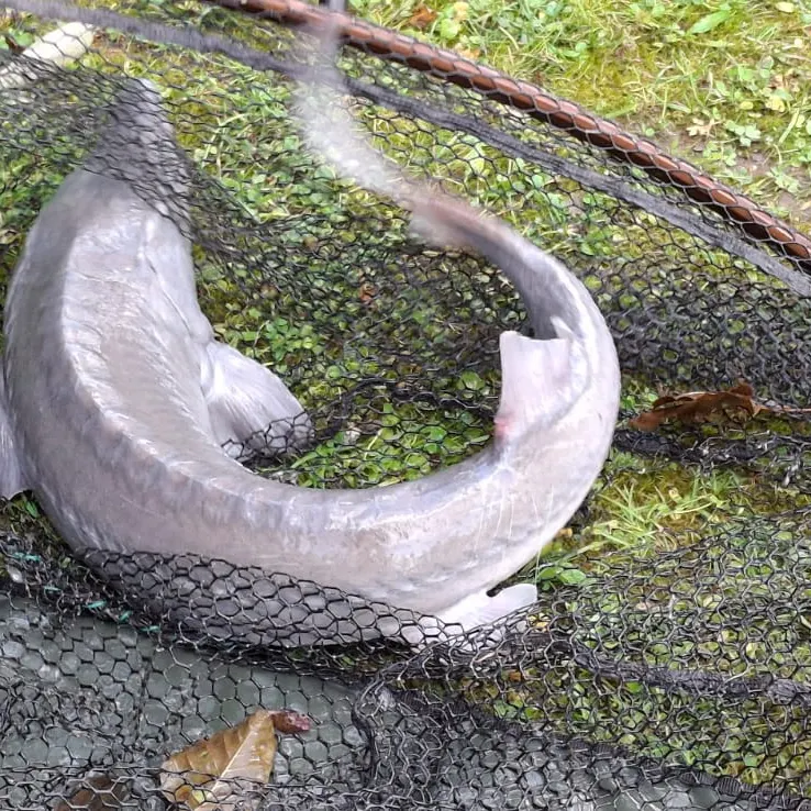 The most recent Green sturgeon catches on Fishbrain