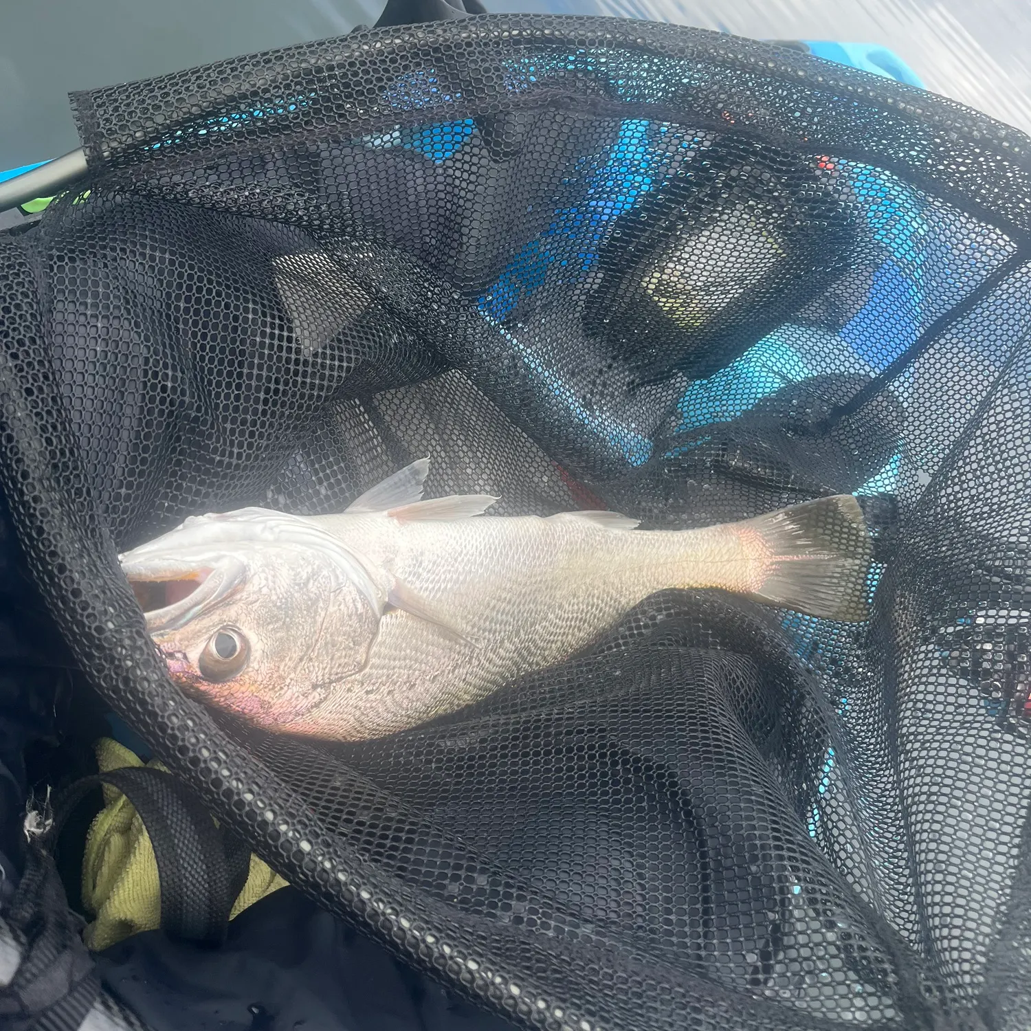 Japanese meagre caught on Fishbrain