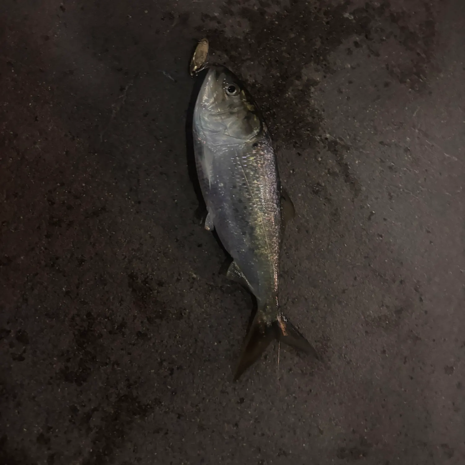 The most recent Gulf menhaden catches on Fishbrain