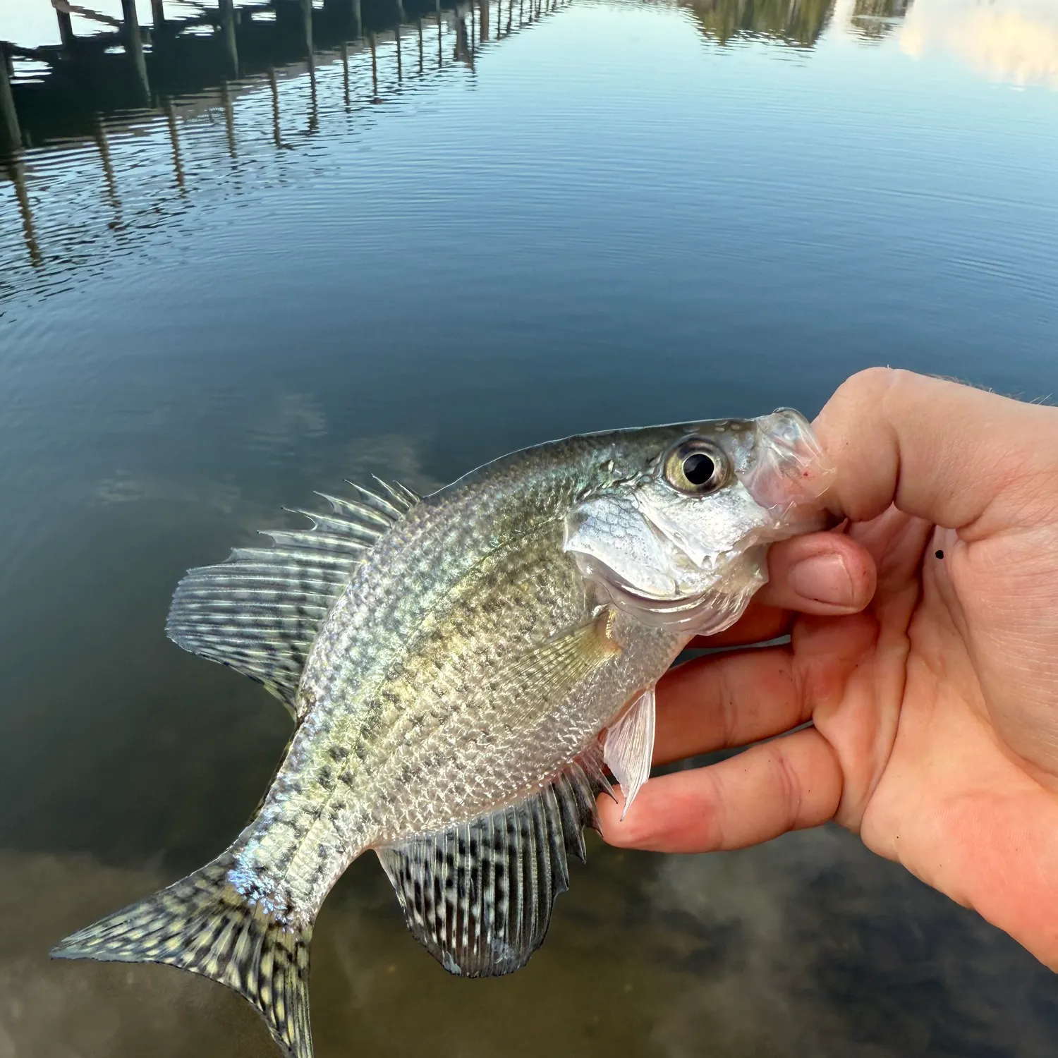 Black crappie caught on Fishbrain