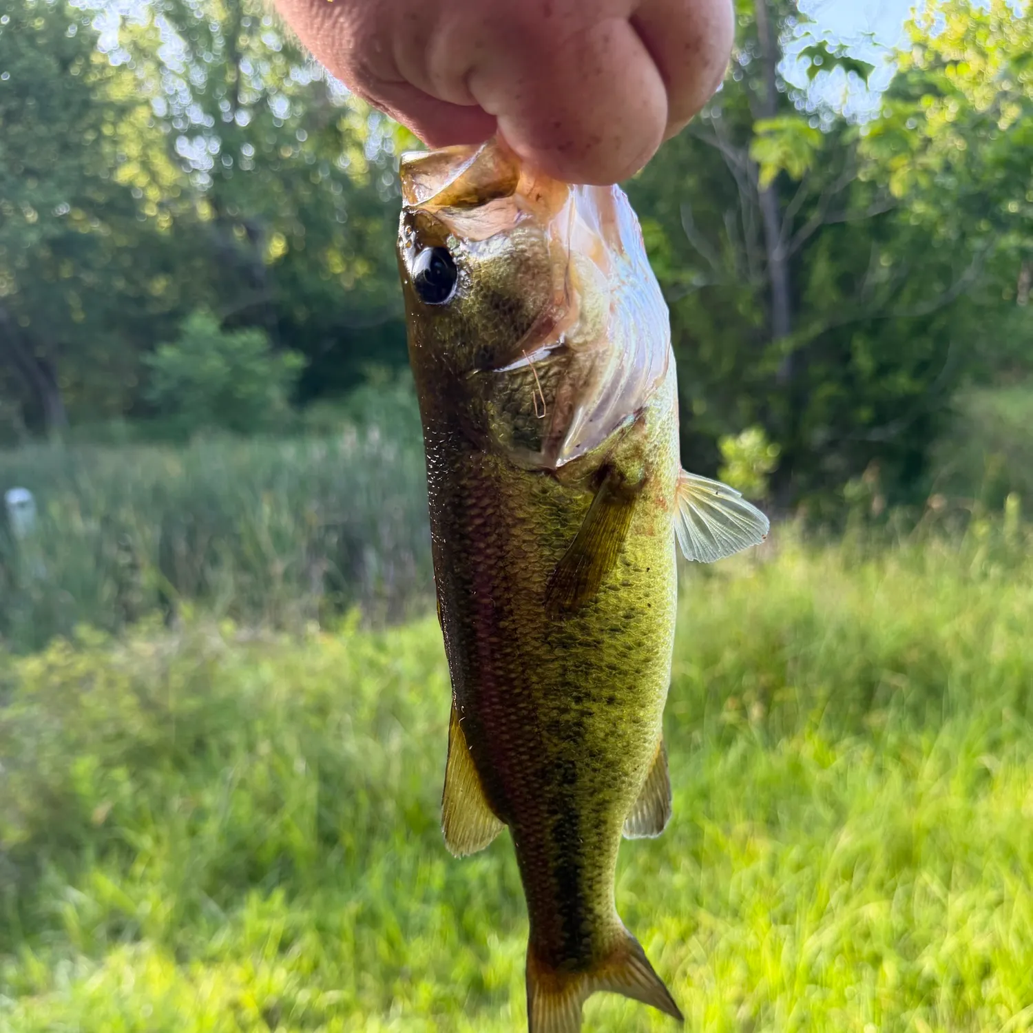 Largemouth bass caught on Fishbrain