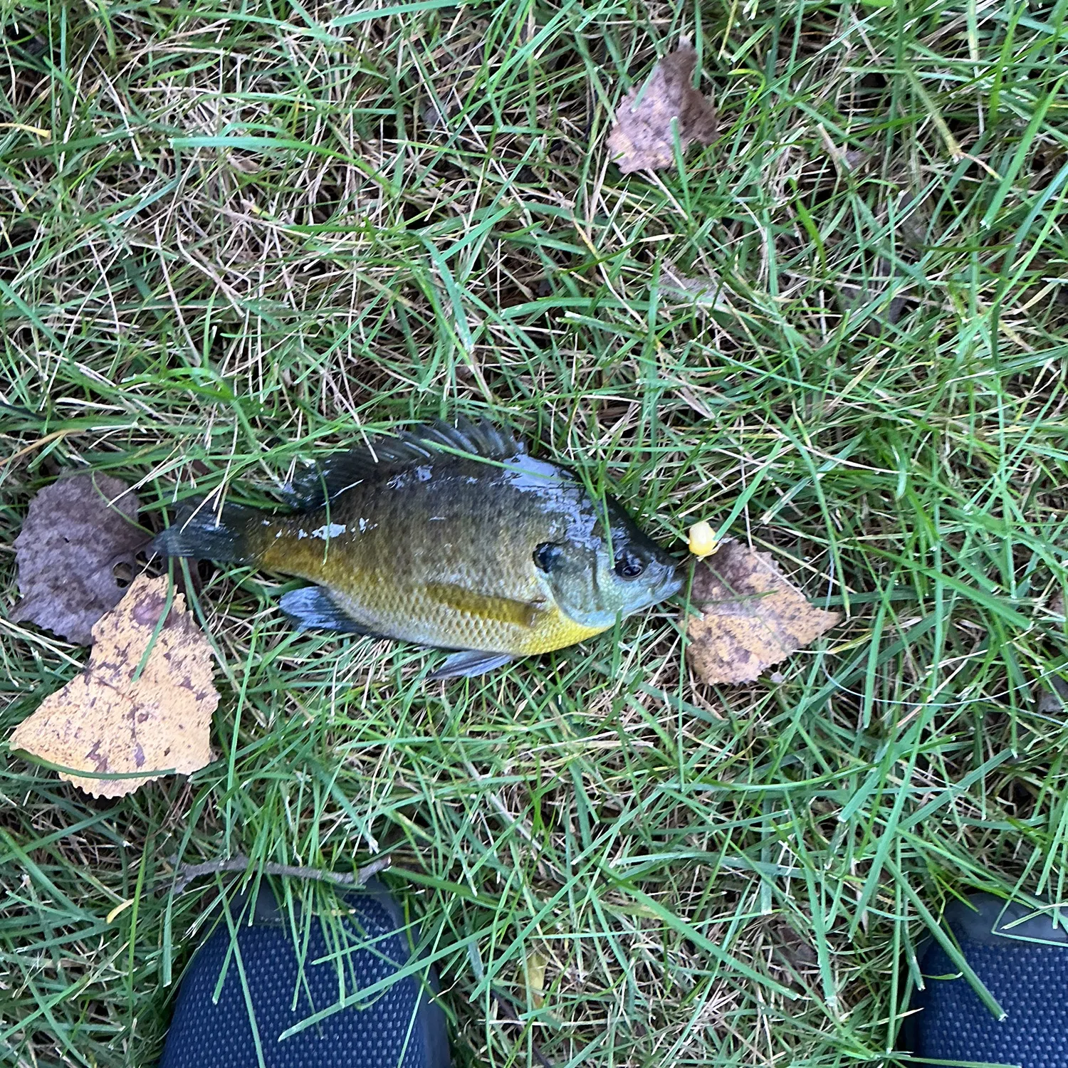 Bluegill caught on Fishbrain
