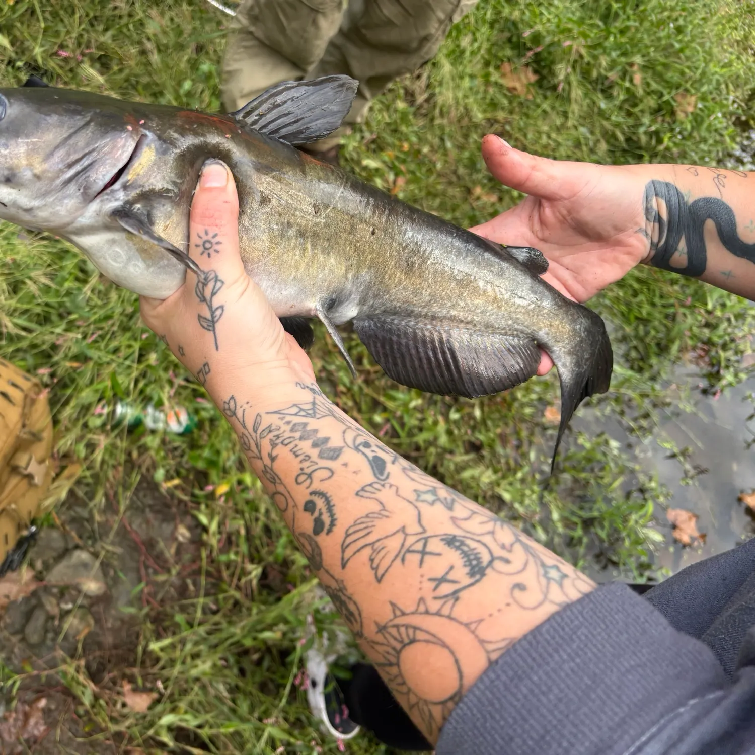 Channel catfish caught on Fishbrain