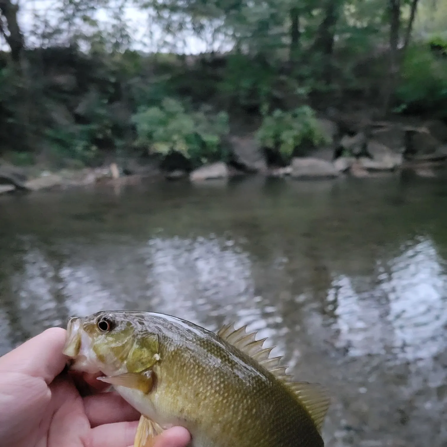 Smallmouth bass caught on Fishbrain