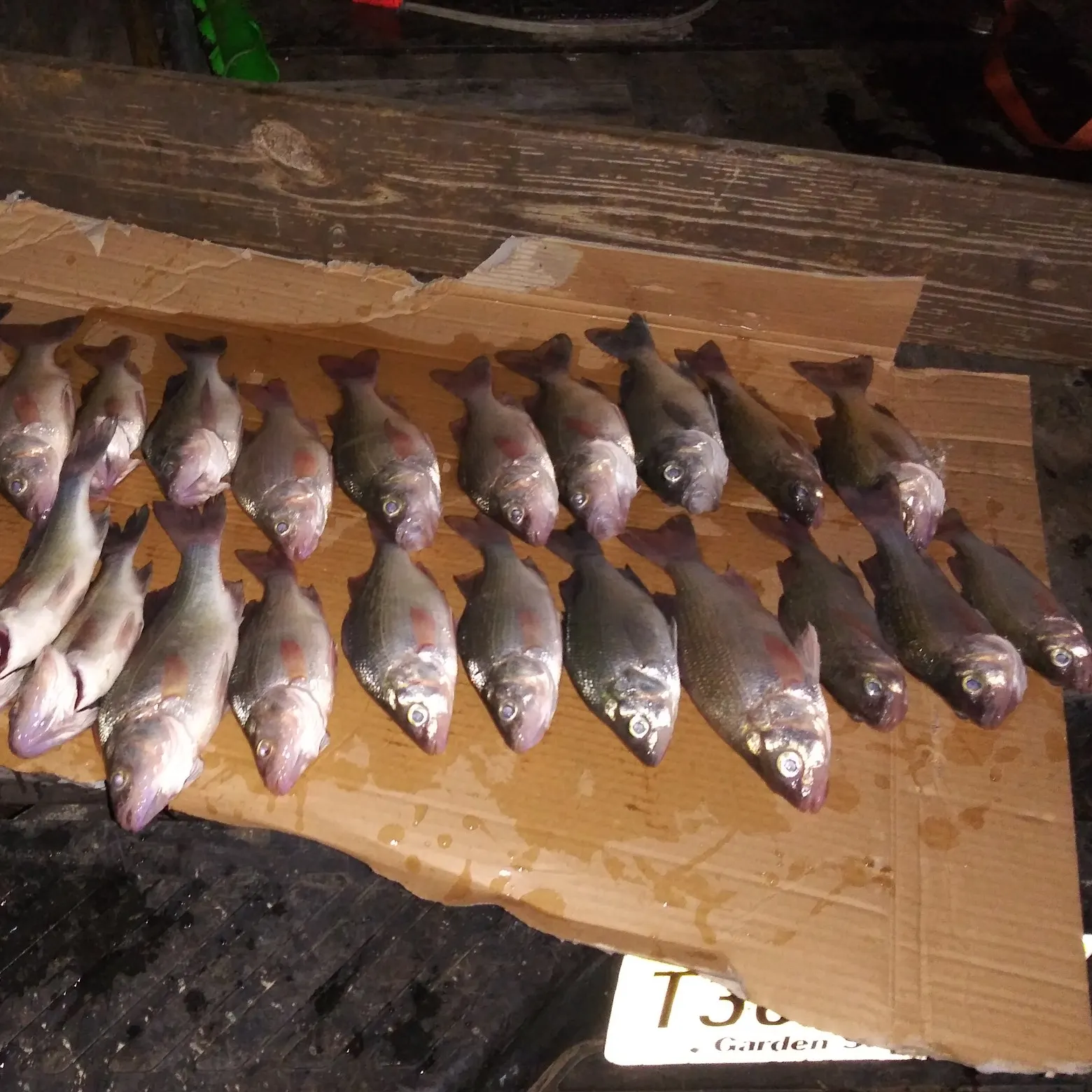 recently logged catches