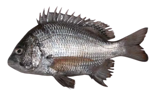Pacific seabream